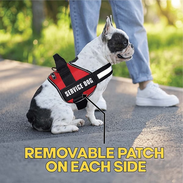 A dog wearing a harness with Service Dog Patches (2-Pack) Highly Reflective Embroidered Hook and Loop Patches for Dog Vest or Harness on each side.