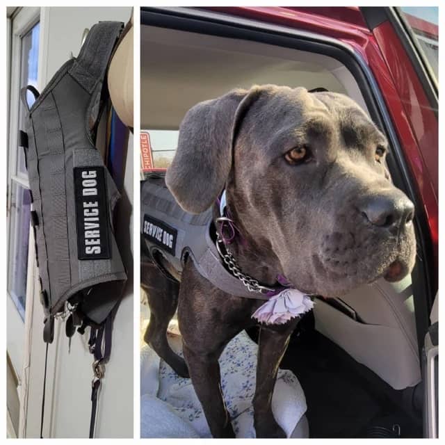 Two pictures of a dog wearing a vest with iron on patches in a car.