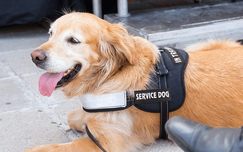 Service Dog Patches: What They Are and How to Use Them