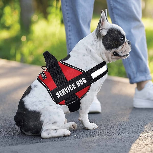 Service Dog Patch with Service Dog Vest